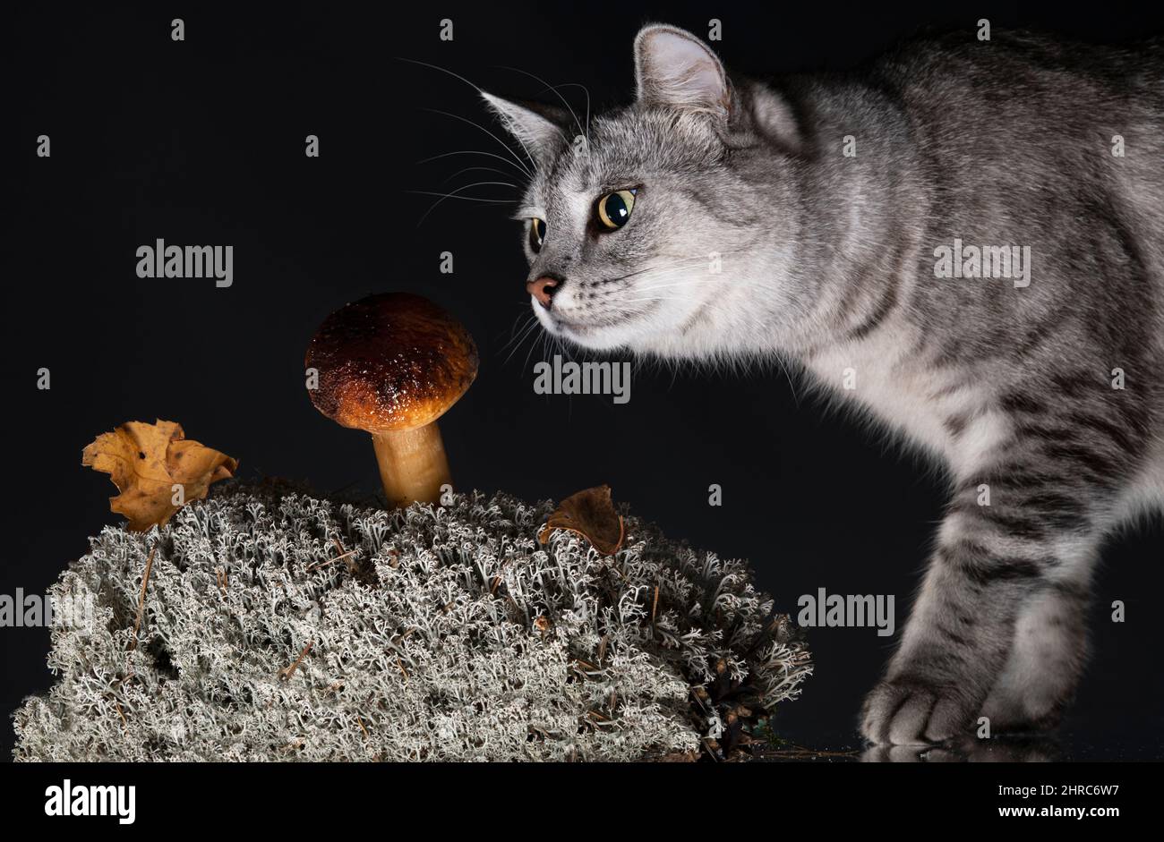 Gatto grigio tabby guardando funghi che crescono su una pianta Foto Stock