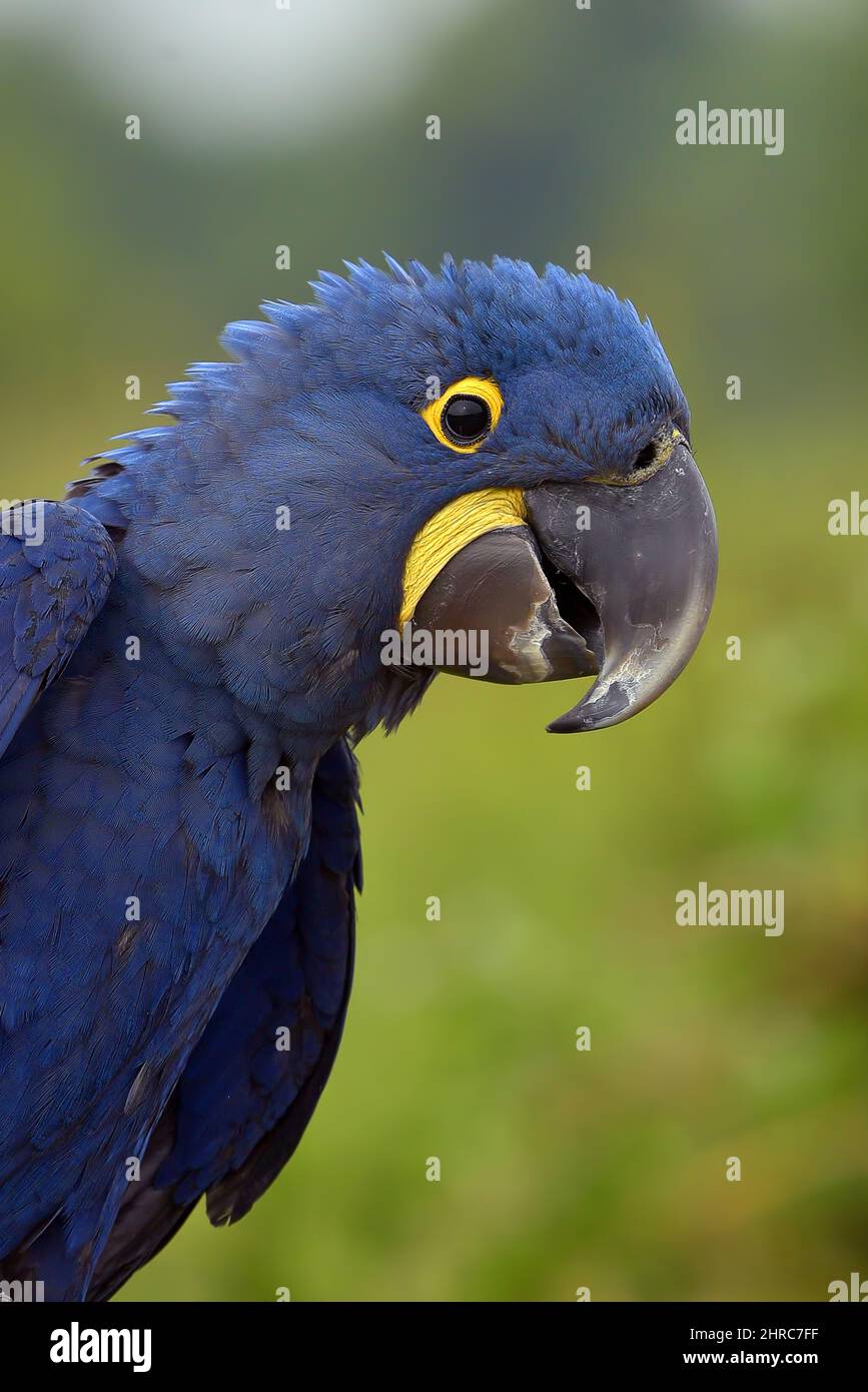 Primo piano ritratto di un macaw giacinto blu, Indonesia Foto Stock
