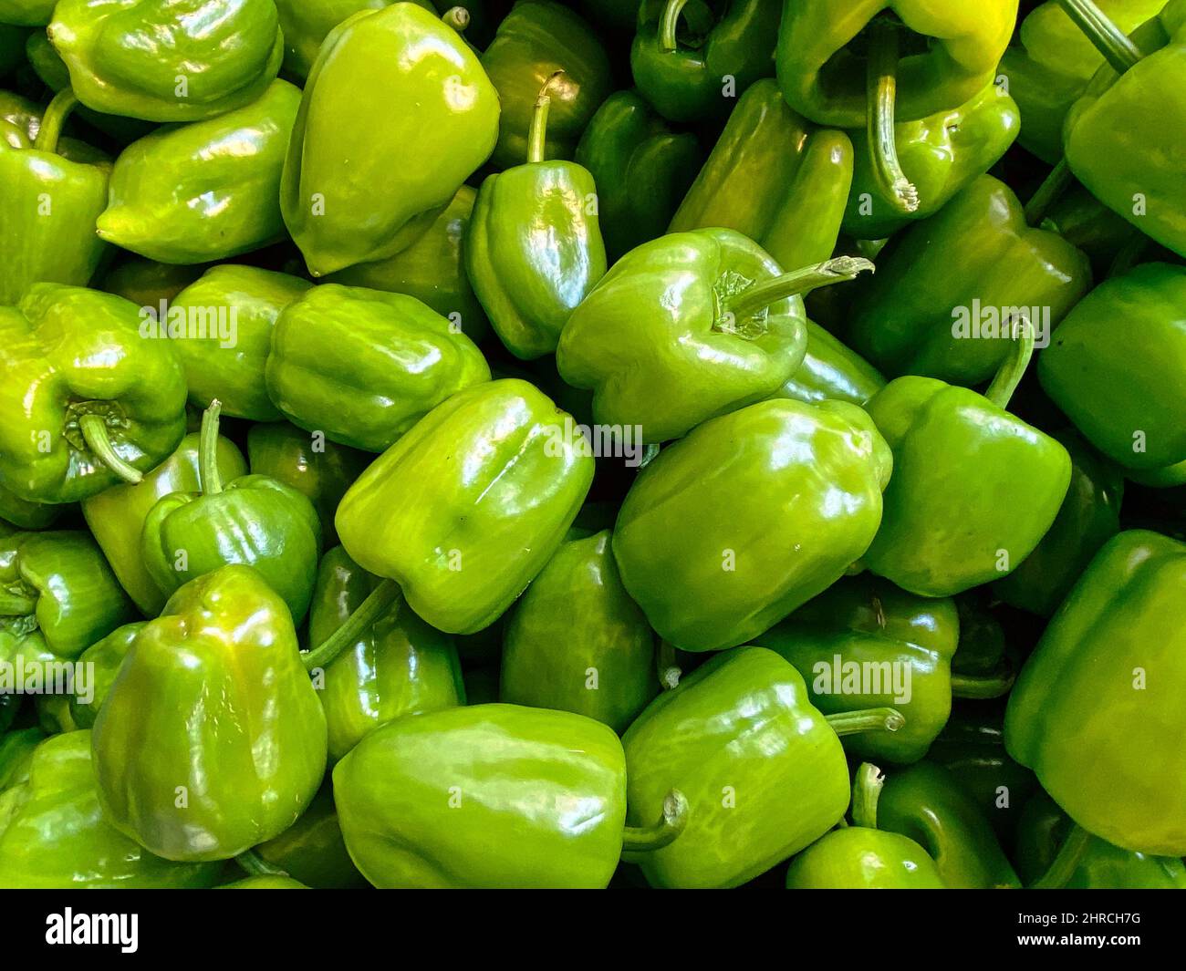fondo di coltura di pepe verde organico. consistenza è fresco grande colore verde del pepe. sfondo naturale Foto Stock