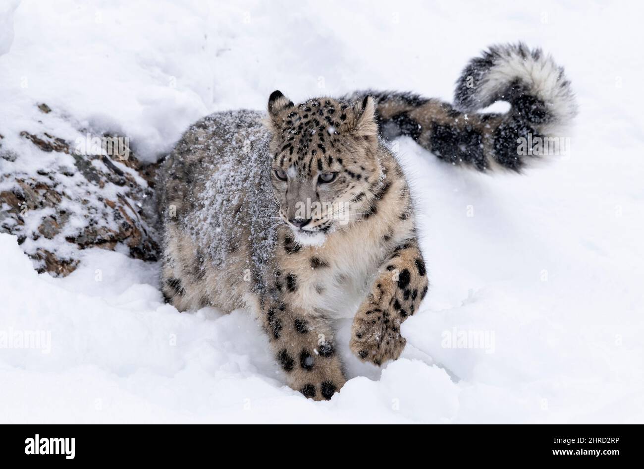 Leopardo di neve; Panthera uncia; Inverno; gatto grande Foto Stock