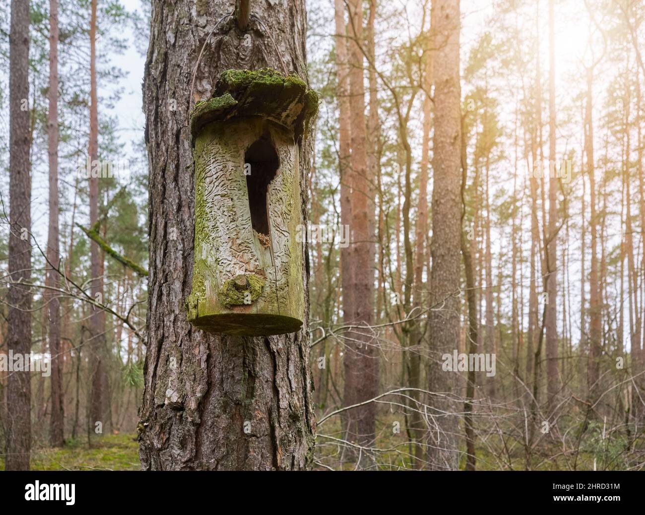 Primo piano di un birdhouse in legno in una foresta, fuoco selettivo. Foto Stock