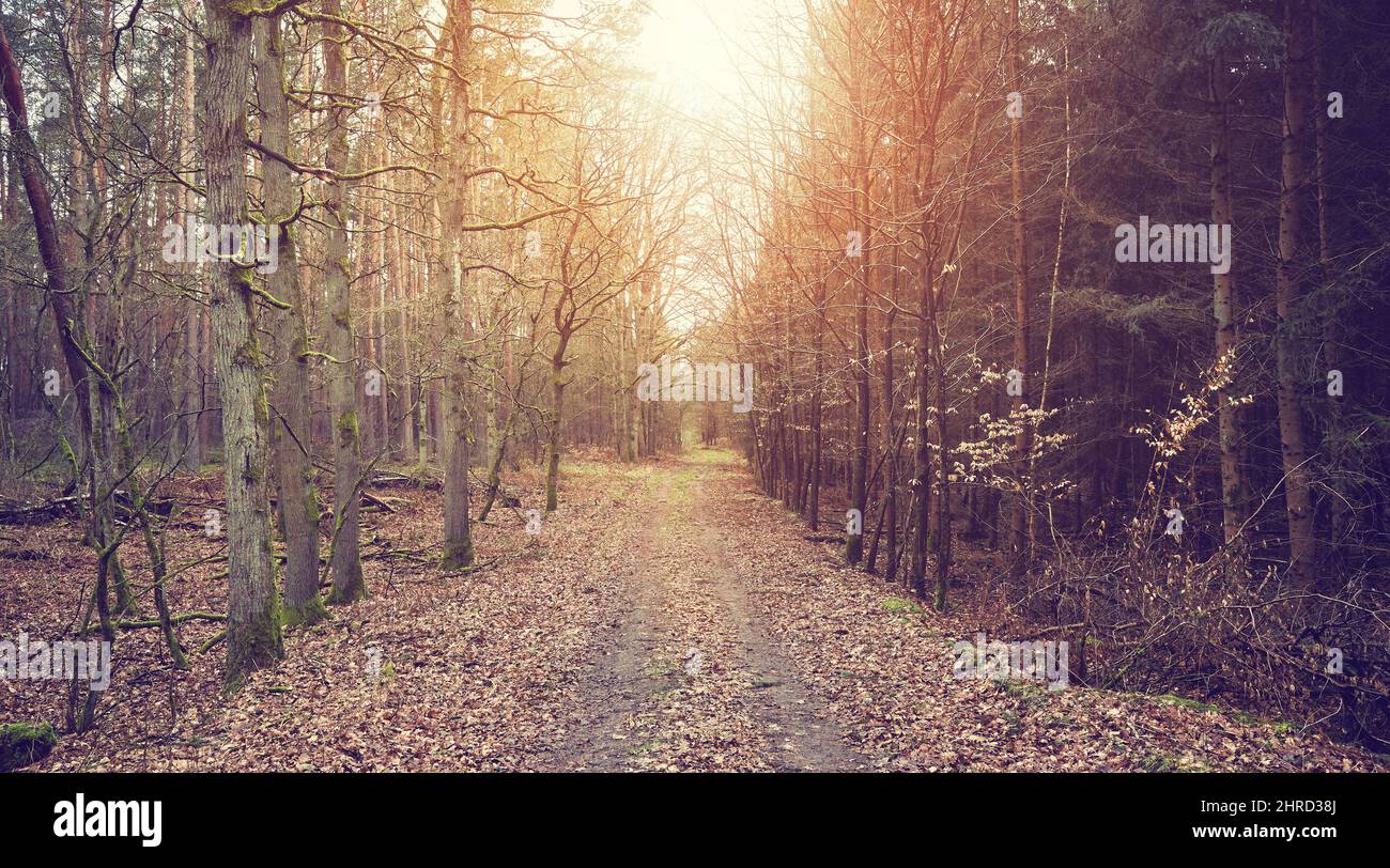 Immagine di una strada in una foresta in inverno, colore toning applicato. Foto Stock