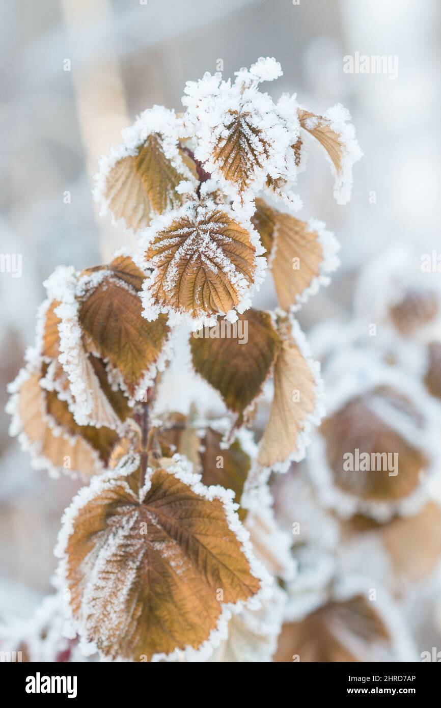 Gelo su foglie di lampone Foto Stock