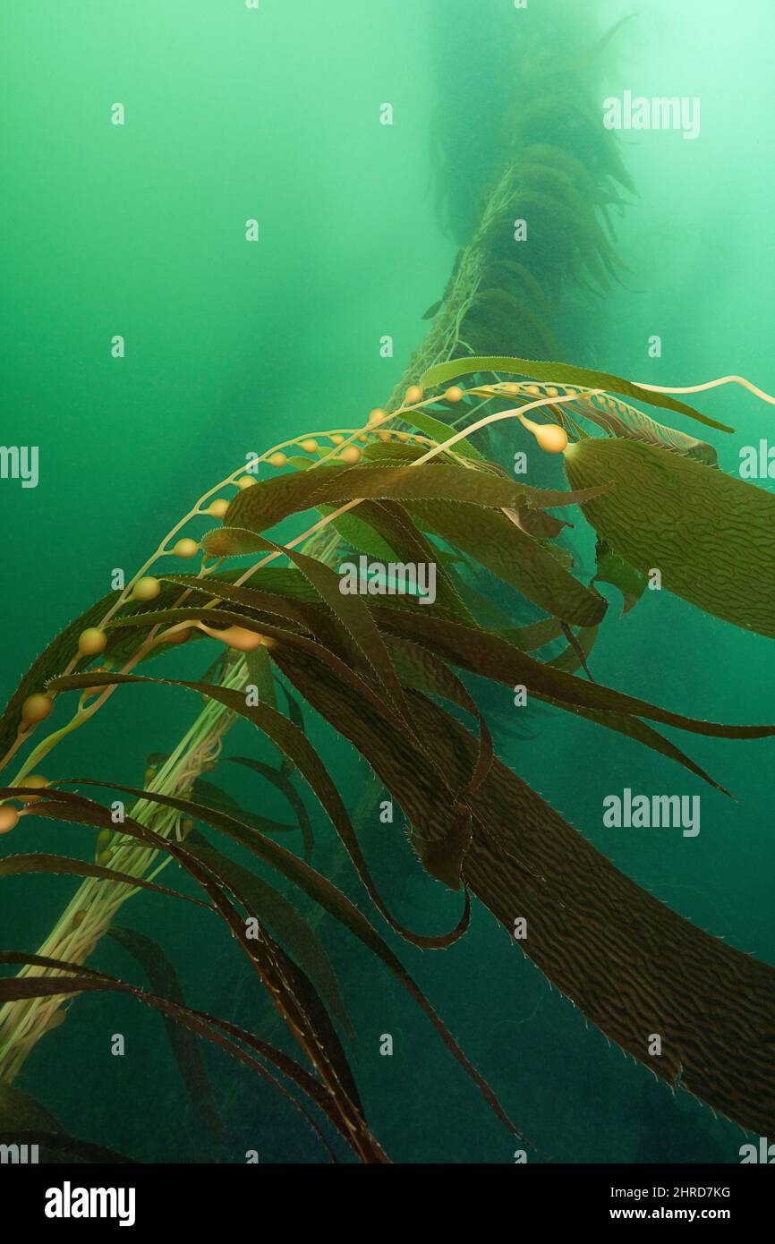 Kelp gigante, Macrocystis piryfera, Off Point Loma, San Diego, California, USA (Oceano Pacifico orientale) Foto Stock