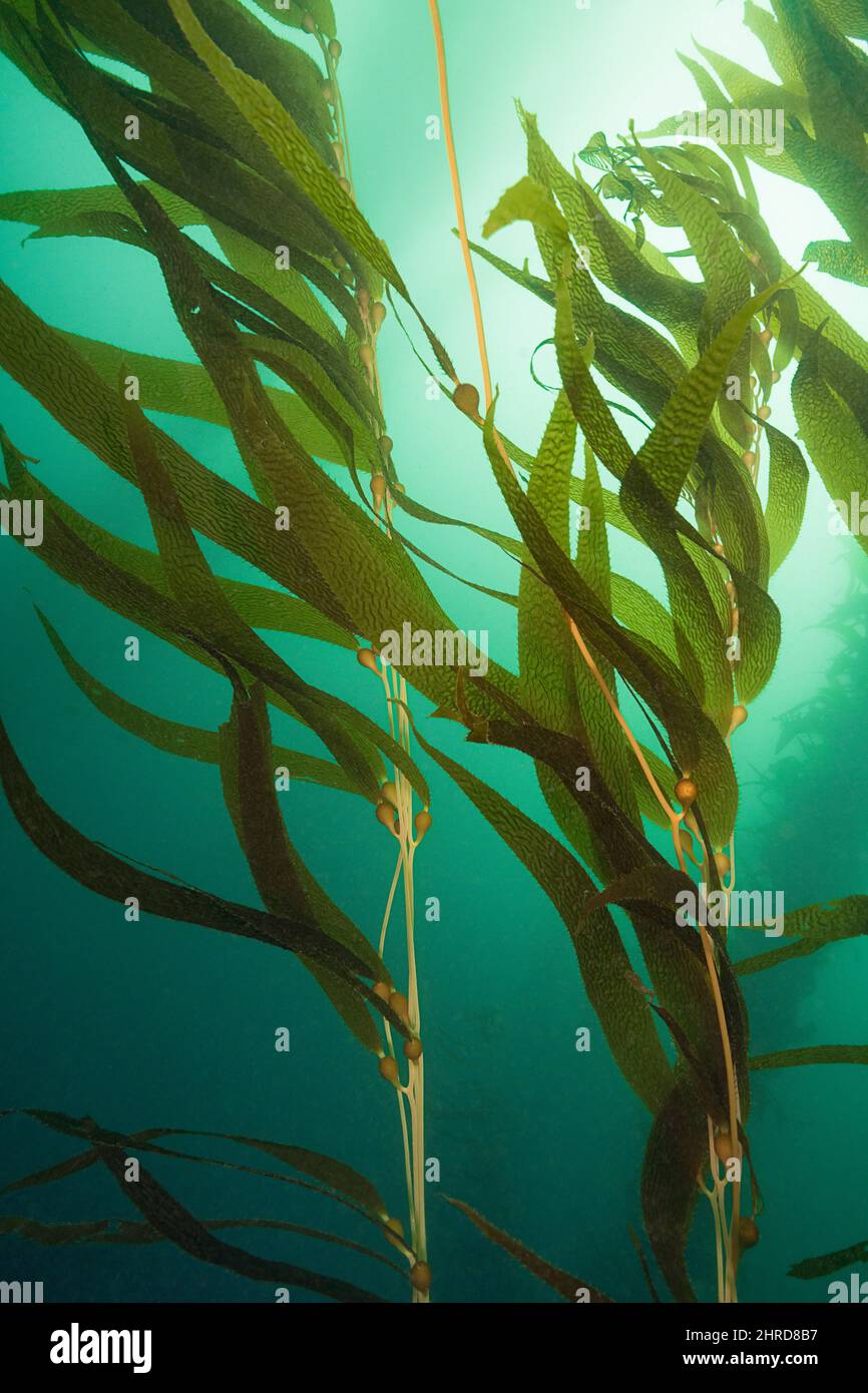 Kelp gigante, Macrocystis piryfera, Off Point Loma, San Diego, California, USA (Oceano Pacifico orientale) Foto Stock