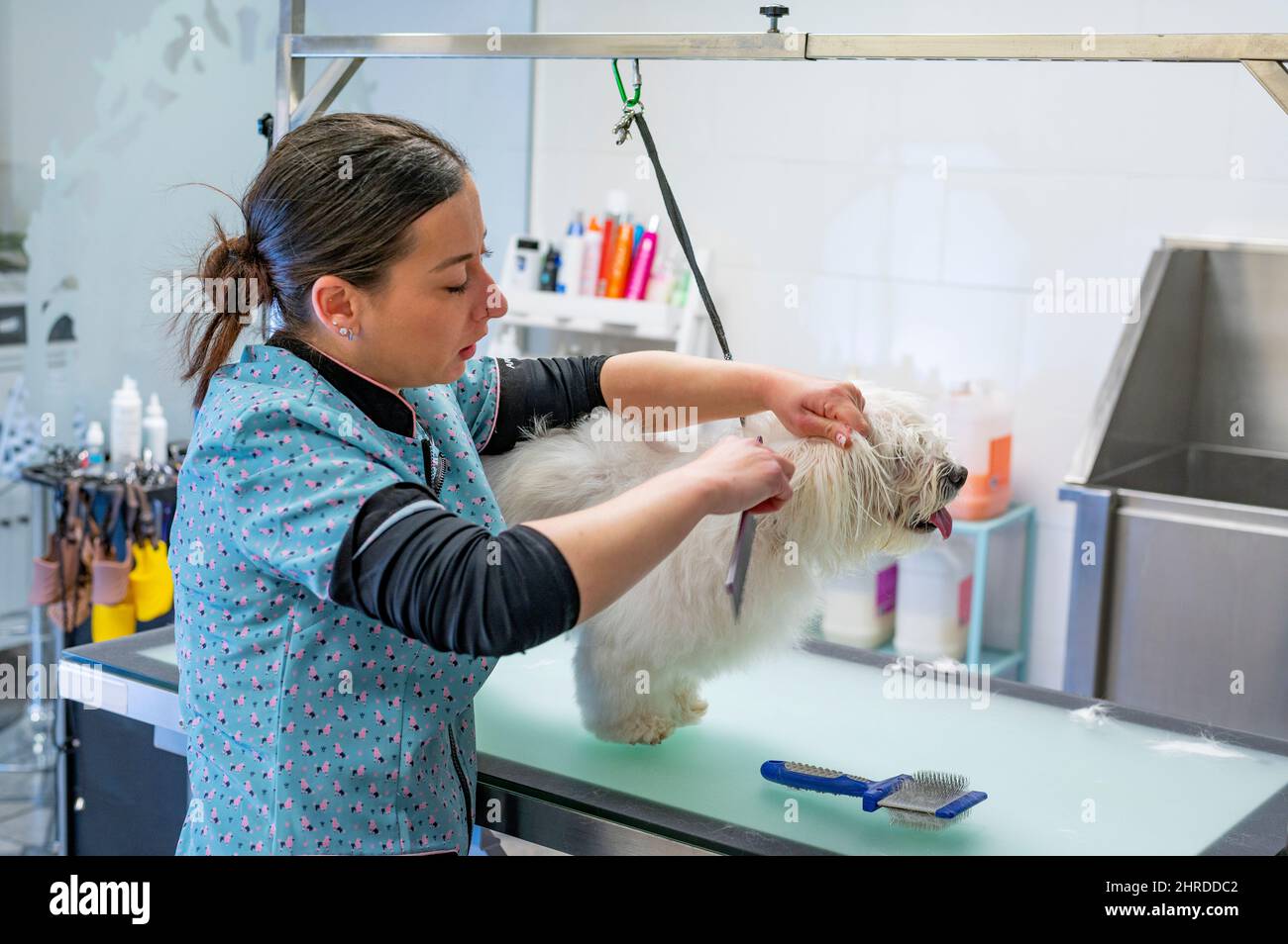 Giovane donna cane gemer rimuovere nodi dall'orecchio a un piccolo bianco maltese Foto Stock