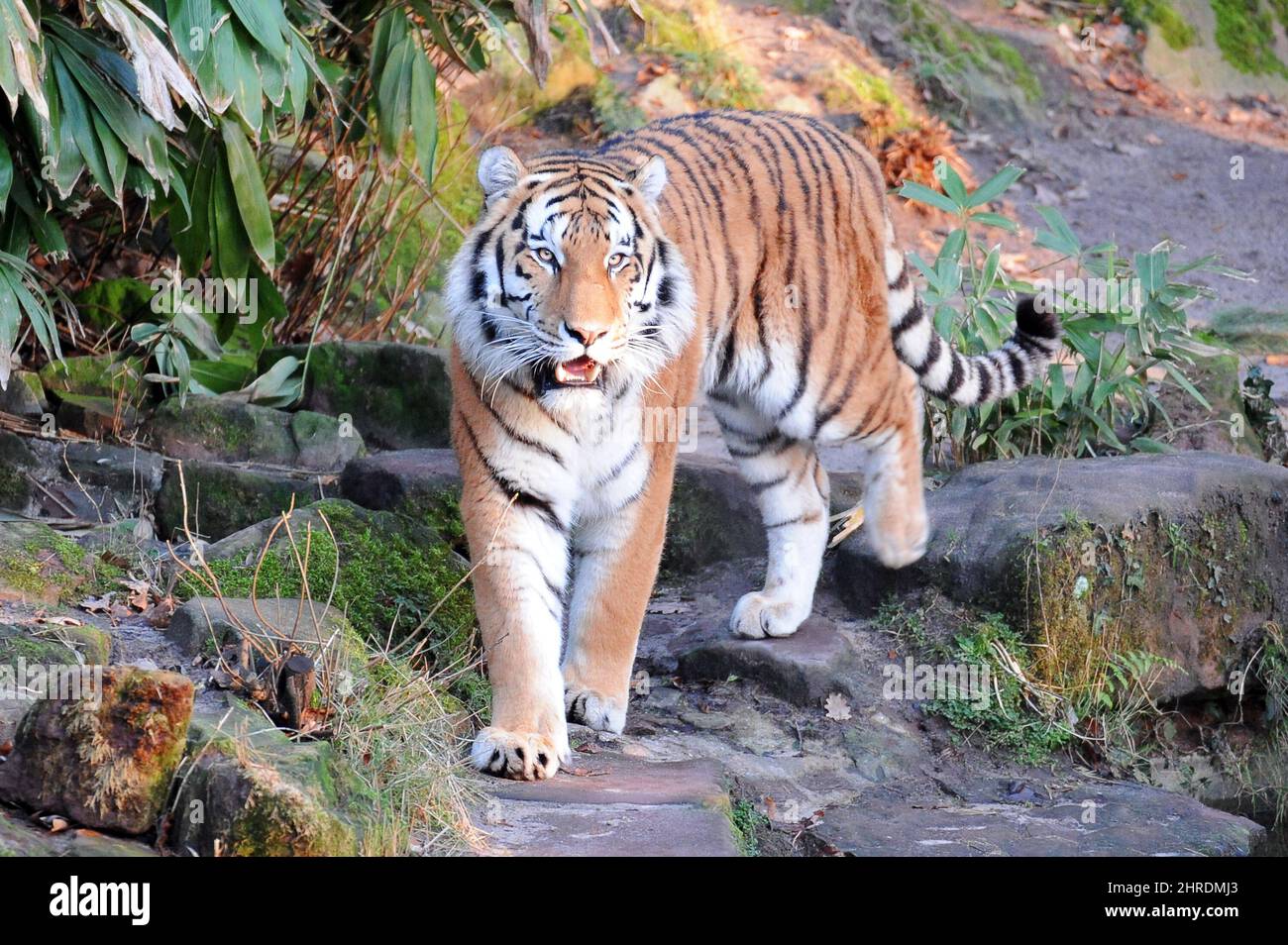 Luminoso giorno d'estate nello zoo di Norimberga con una tigre siberiana che cammina sulle rocce Foto Stock