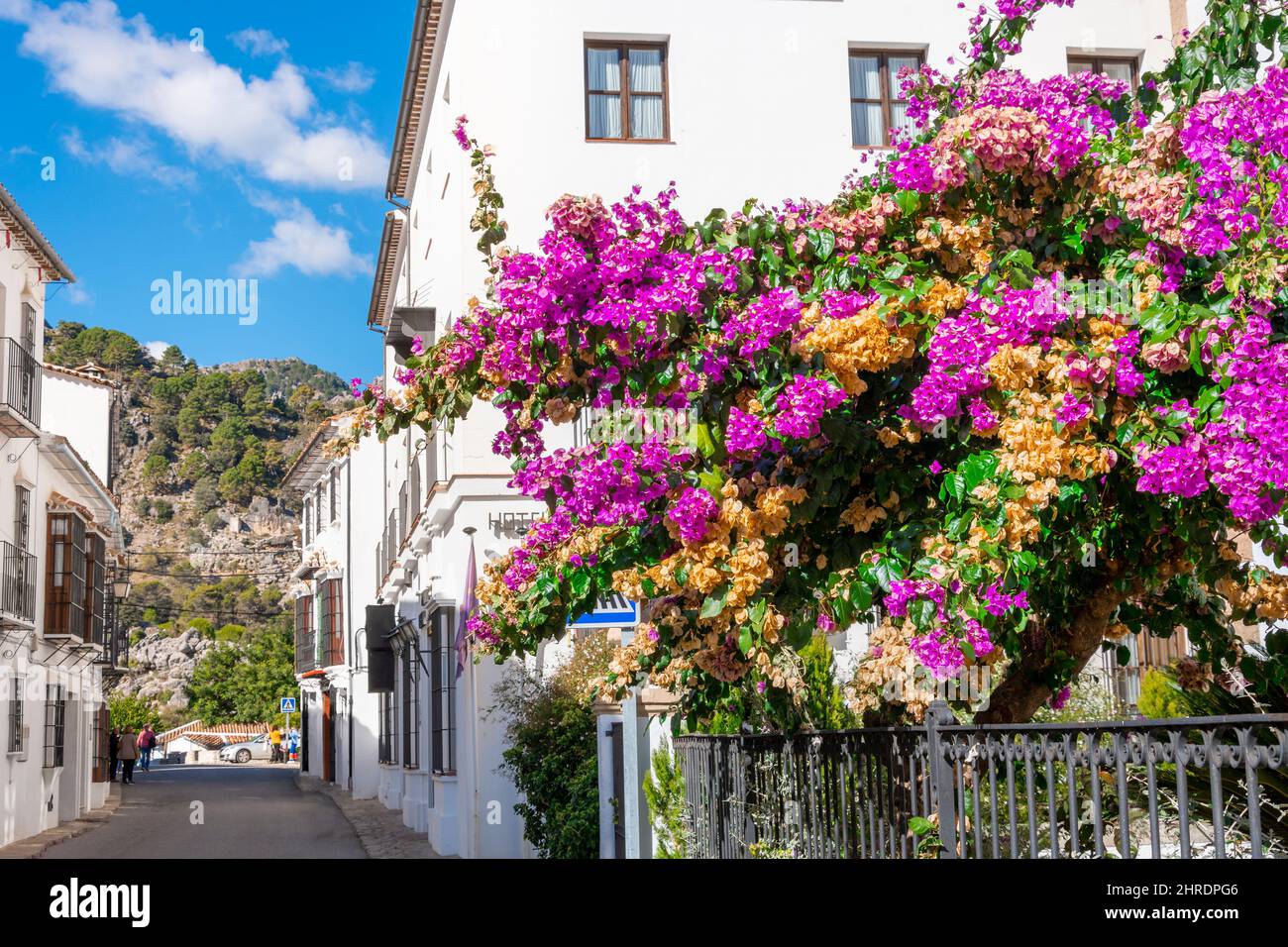 Un bellissimo aereo fiorito con petali rosa magenta e arancio lungo una strada nello storico villaggio bianco di Grazalema, in Spagna, in Andalusia Foto Stock