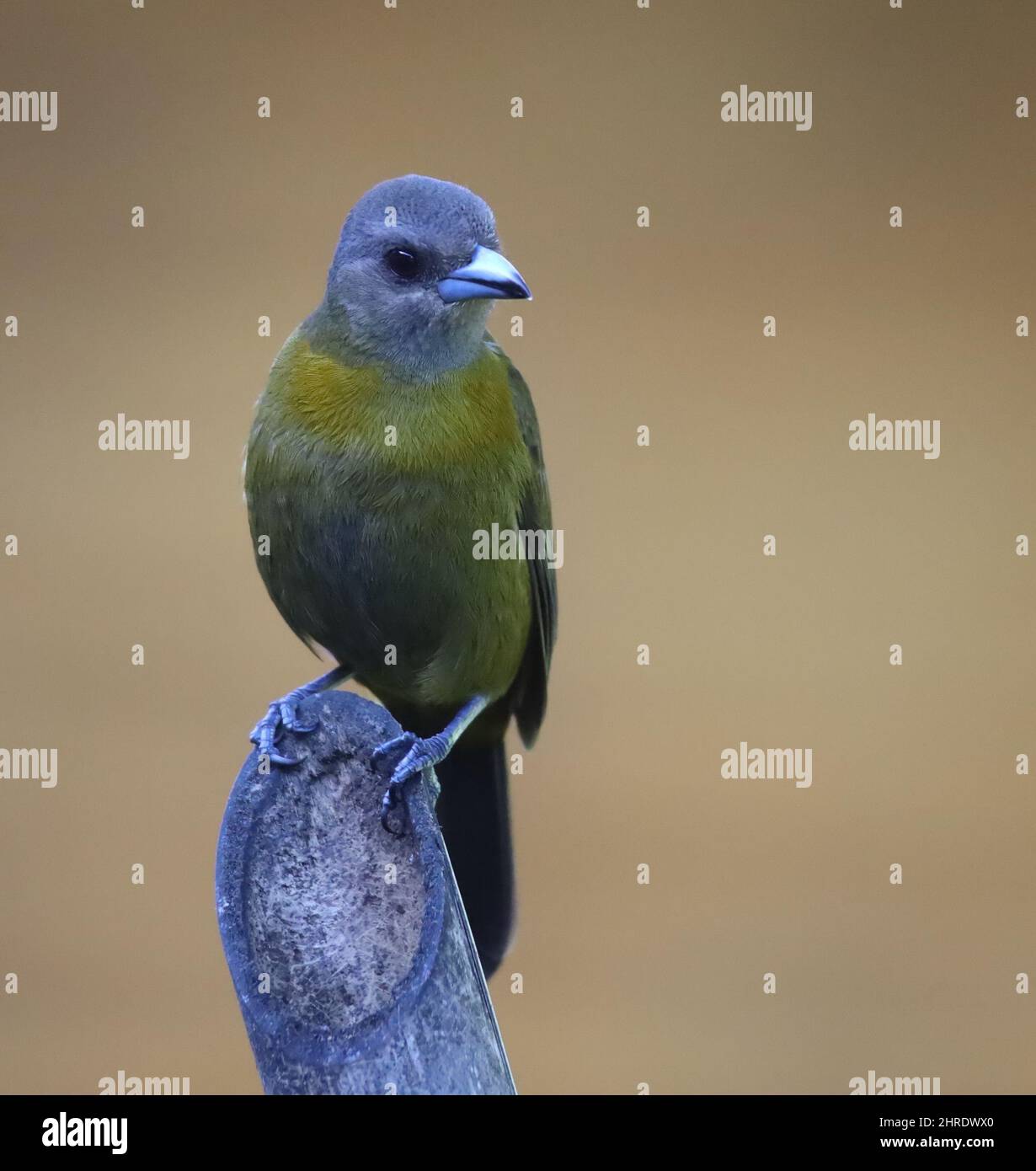 Fuoco poco profondo di una sciarpa-rumped Tanager su una pietra rocciosa con sfondo marrone sfocato Foto Stock