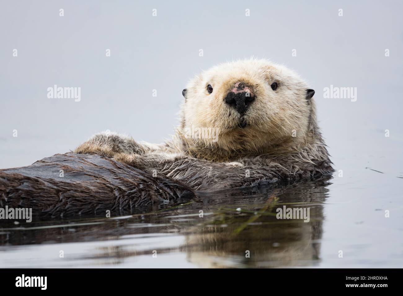 Lontra californiana, Enhyrdra lutris nereis ( specie minacciate ), galleggiando sulla superficie della baia, Morro Bay, California, Stati Uniti Foto Stock