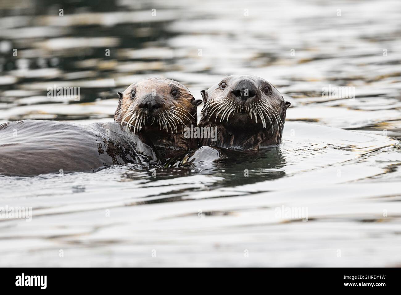 Lontre marine della California, Enhyrdra lutris nereis (specie minacciate), giovani che giocano insieme, Morro Bay, California, Stati Uniti, Oceano Pacifico Foto Stock