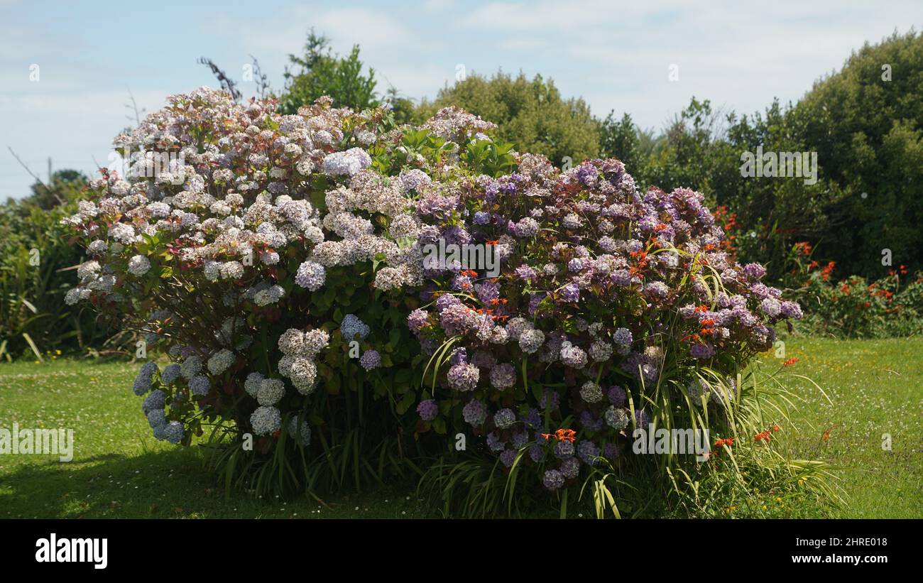 Bella vista delle piante DI cespuglio DI BIANCOSPINO INDIANO su erba verde nel giardino Foto Stock
