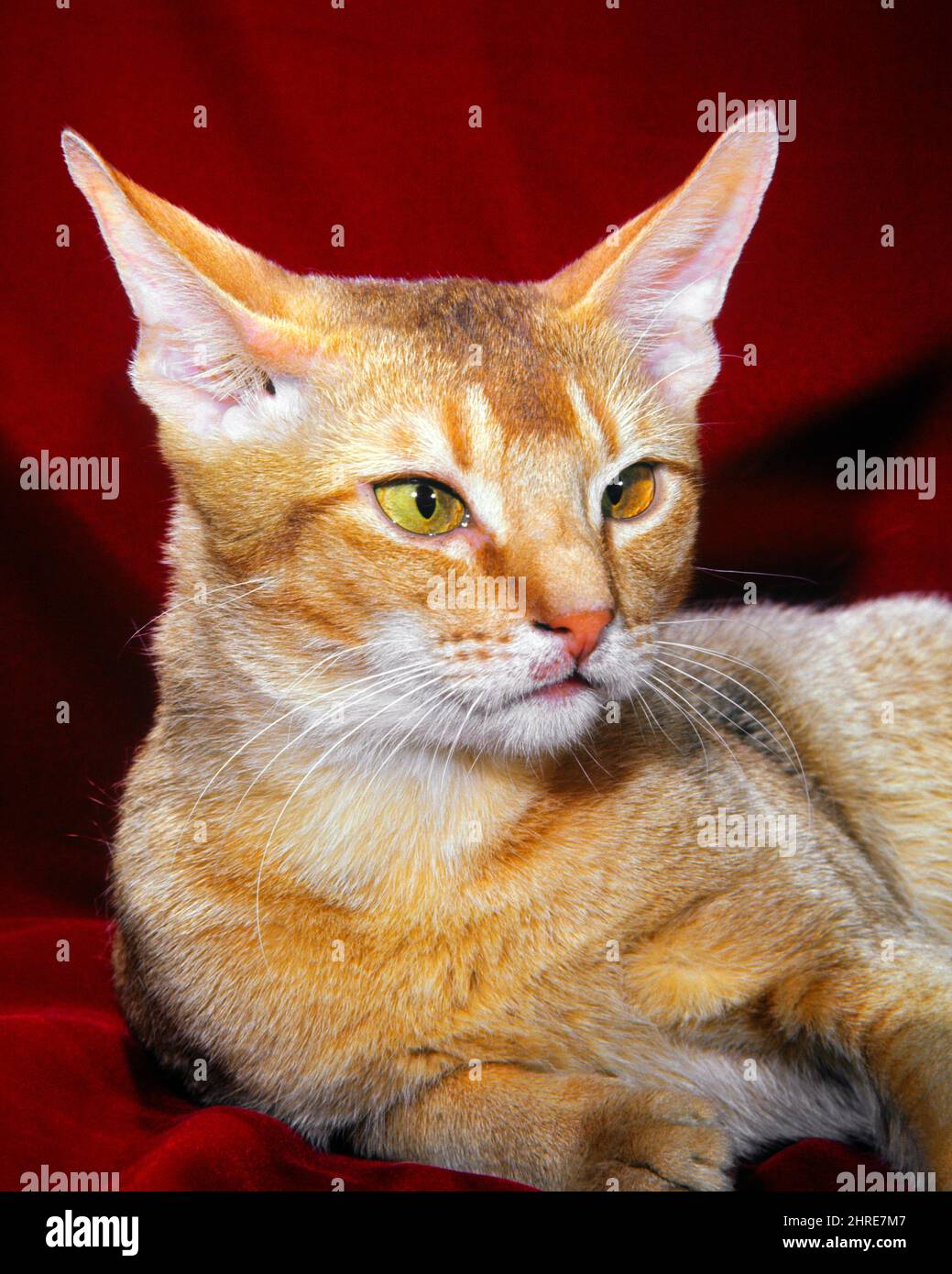 1970S CAPELLI CORTI DOMESTICI CAT ABYSSINIAN RAZZA CON UN TABBY TICCHED RUGGINE - KC7818 RSS001 HARS VECCHIO STILE Foto Stock