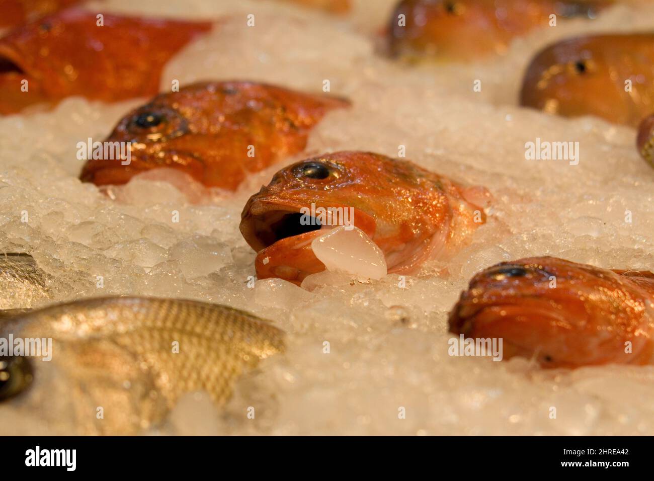 Pesce su ghiaccio, Chichen, Kaohsiung, Taiwan Foto Stock