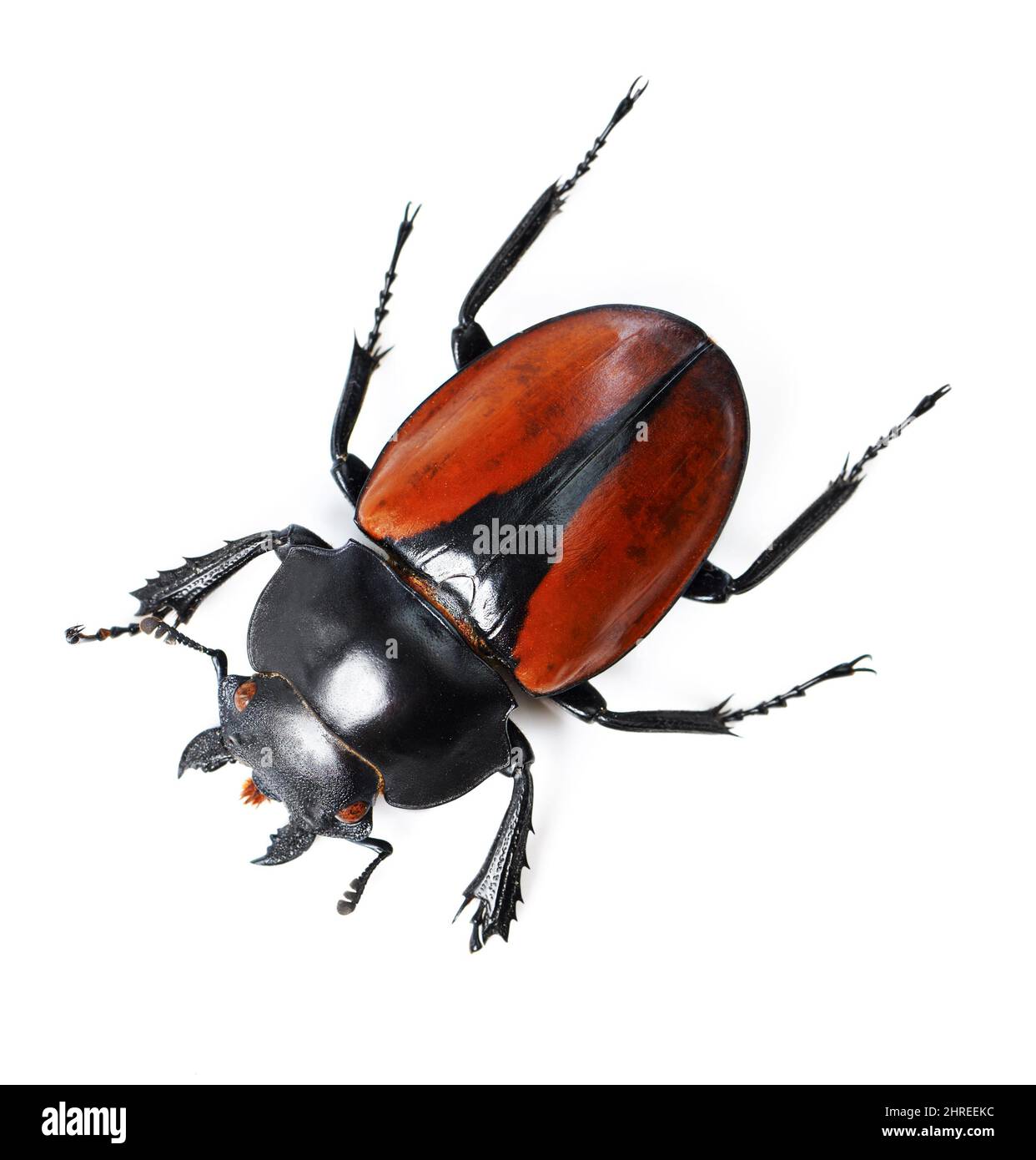 Bug audaci e belli. Studio di un coleottero rosso e nero isolato su bianco. Foto Stock
