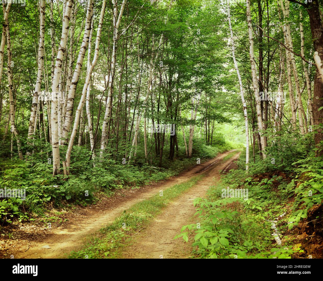1970S STRADA STERRATA STRETTA ATTRAVERSO I BOSCHI ESTIVI DI ALBERI DI BETULLA NEL WISCONSIN SETTENTRIONALE USA - KR16501 HAR001 HARS VECCHIO STILE Foto Stock