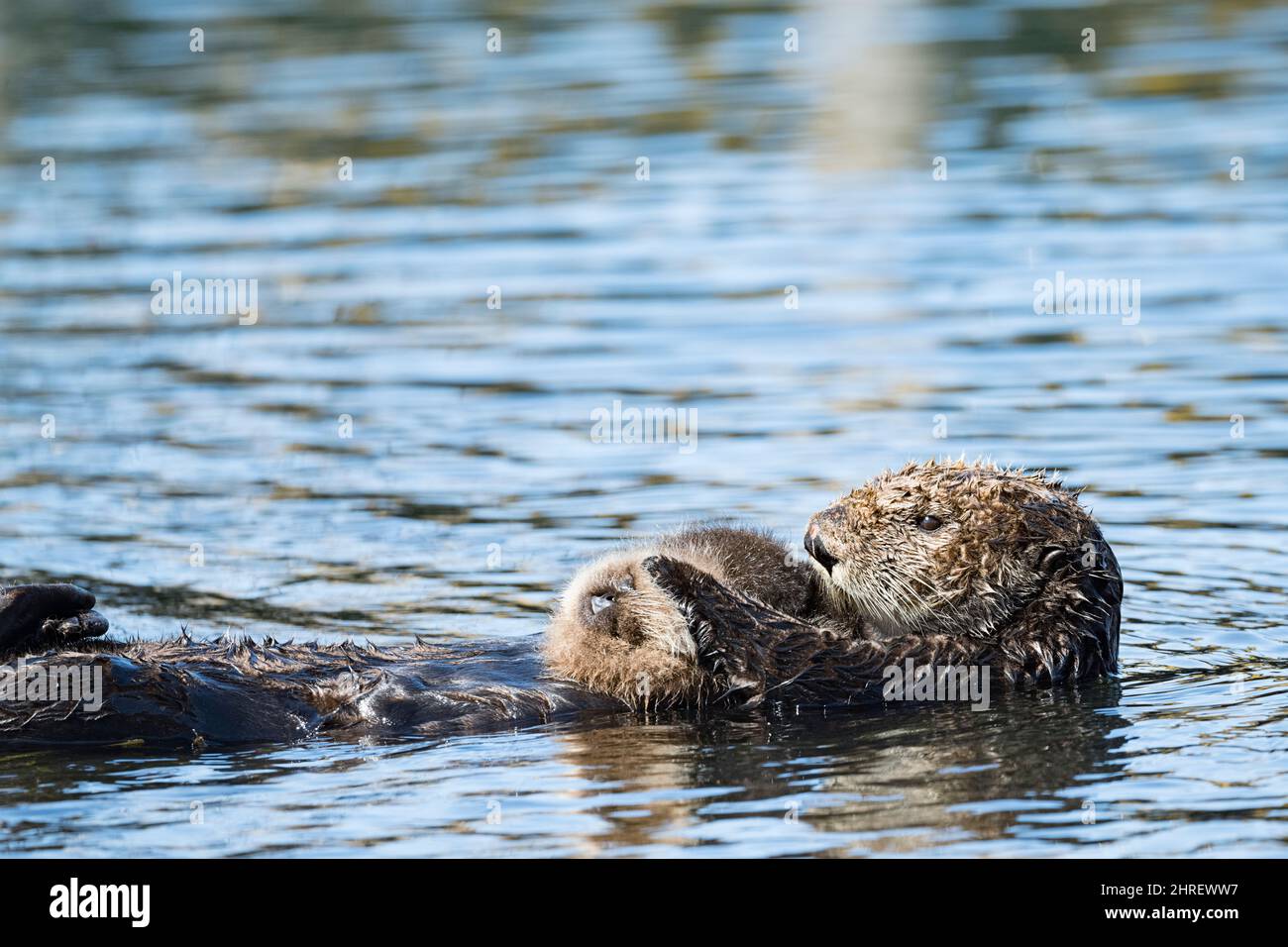 Lontre californiane, Enhyrdra lutris nereis ( specie minacciate ), madre grooming pup, Morro Bay, California, Stati Uniti ( Pacifico orientale ) Foto Stock