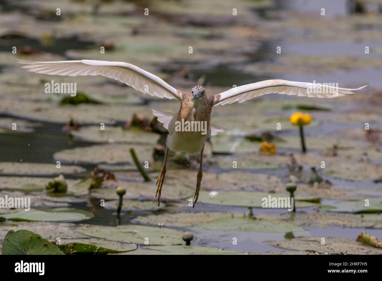 Una sgarza ciuffetto in volo sulle acque dell'Oasi Lipu di Torrile (Parma, Italia) Foto Stock