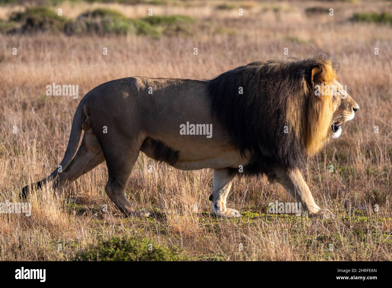 Un leone africano con una grande mana Foto Stock