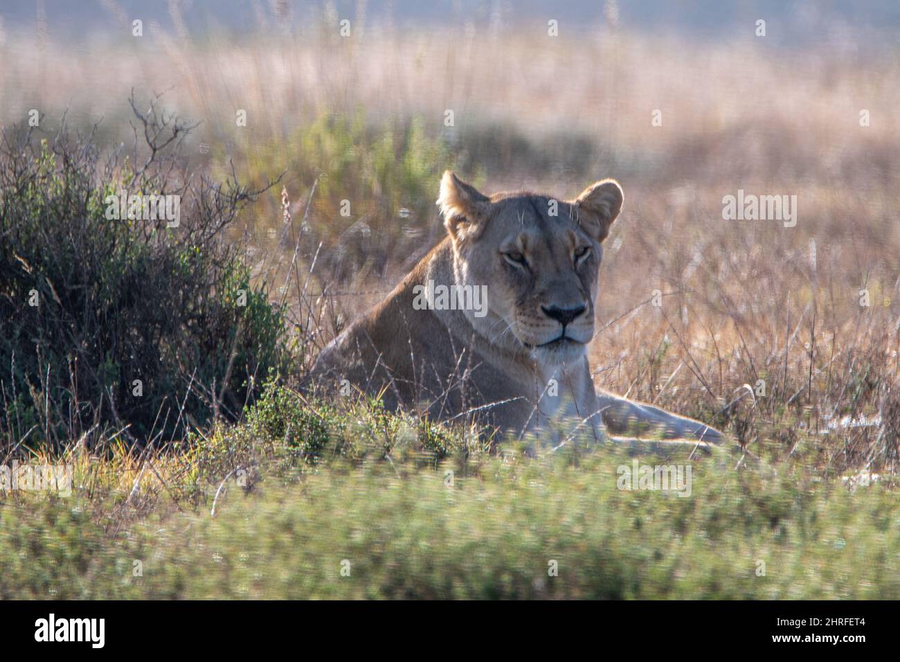 Una leonessa africana si trova nell'erba Foto Stock