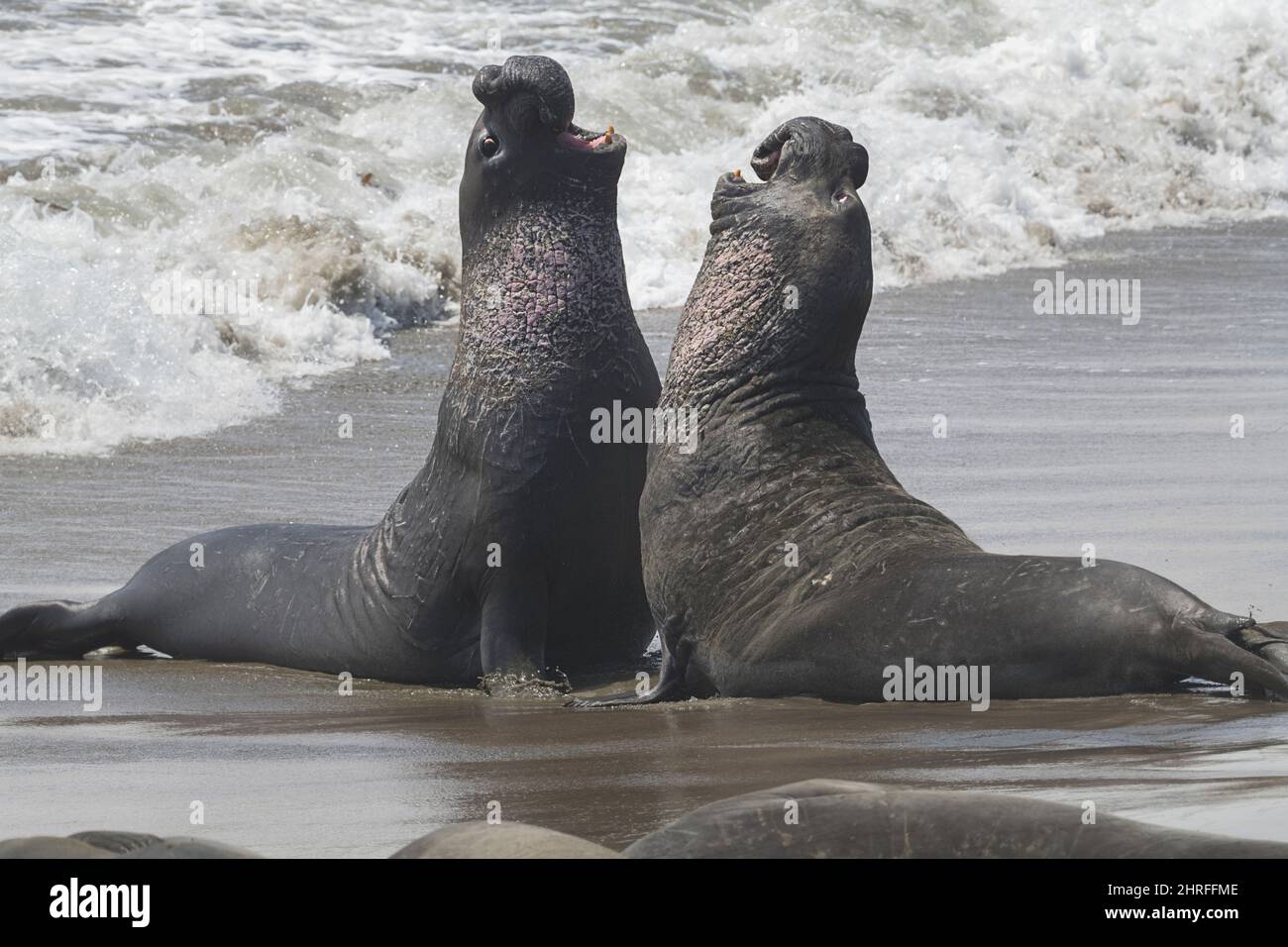 Foche elefanti settentrionali, Mirounga angustirostris, sparring maschile, Piedras Blancas, nei pressi di San Simeon, California, Stati Uniti (Oceano Pacifico orientale) Foto Stock