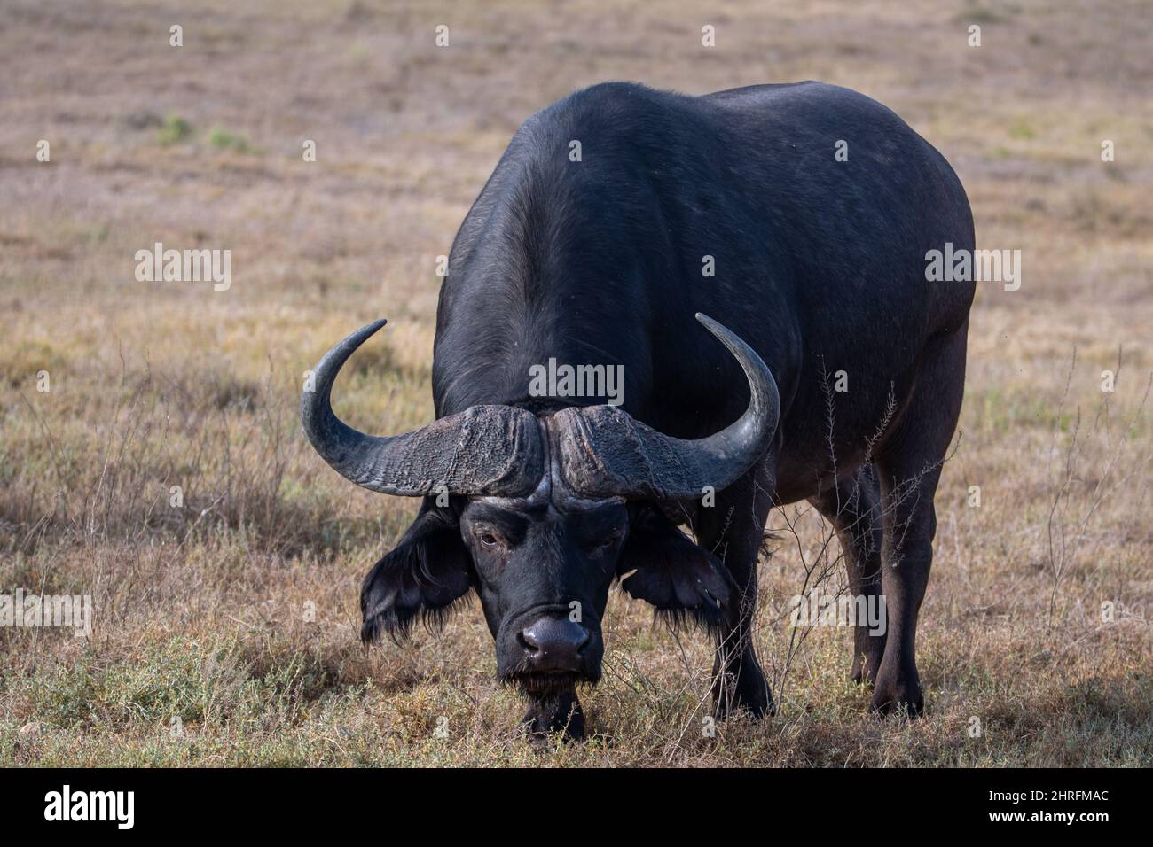 un bufalo del capo mostra le sue corna minacciose Foto Stock