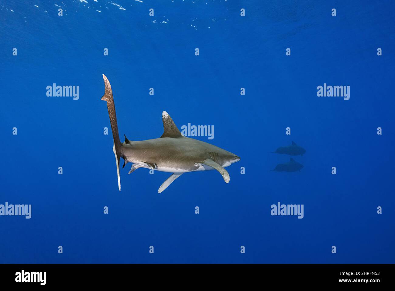Squalo oceanico a punta bianca, specie minacciate di estinzione critica (IUCN), a seguito di un baccello di balene pilota a alci corti, Globicephala macrorhynchus, al largo del nord Foto Stock