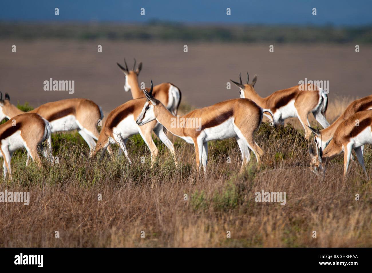 Springbok nella natura selvaggia dell'Africa Foto Stock