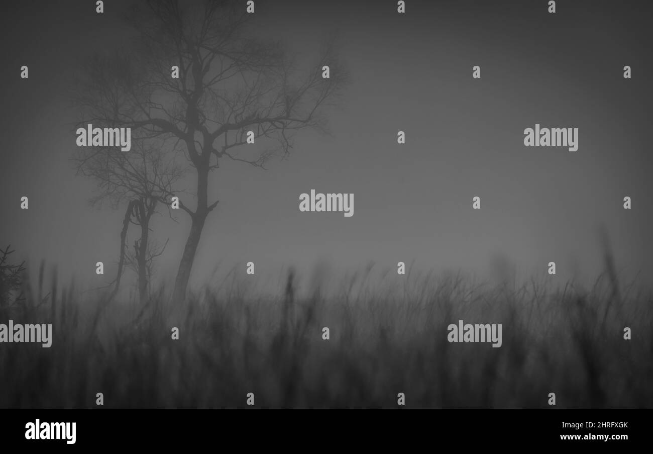 Nebbia densa nelle alte Fens. All'alba sono visibili solo le sagome degli alberi Foto Stock