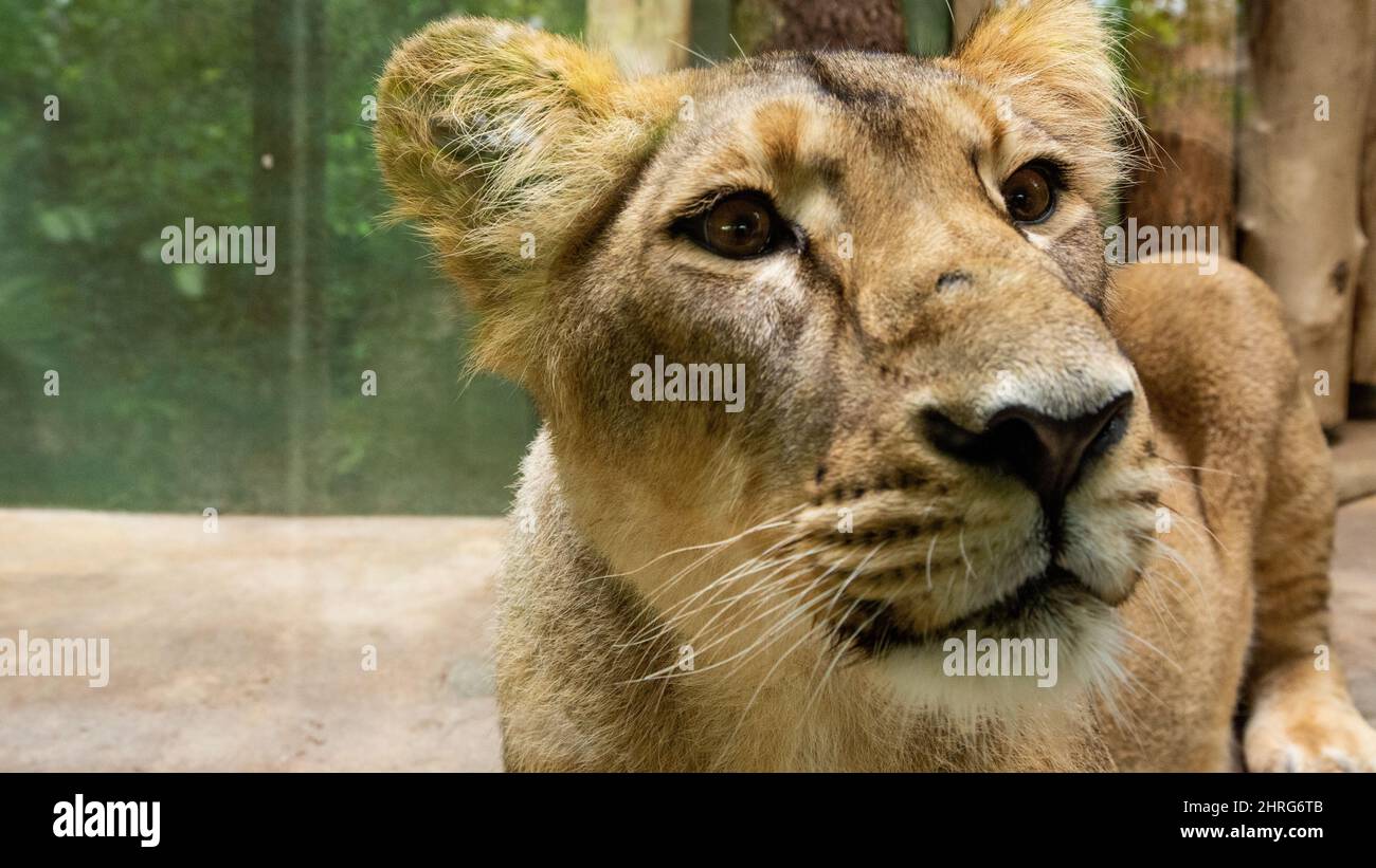 Primo piano di un leone senegalese nello zoo in ceco, Praga Foto Stock