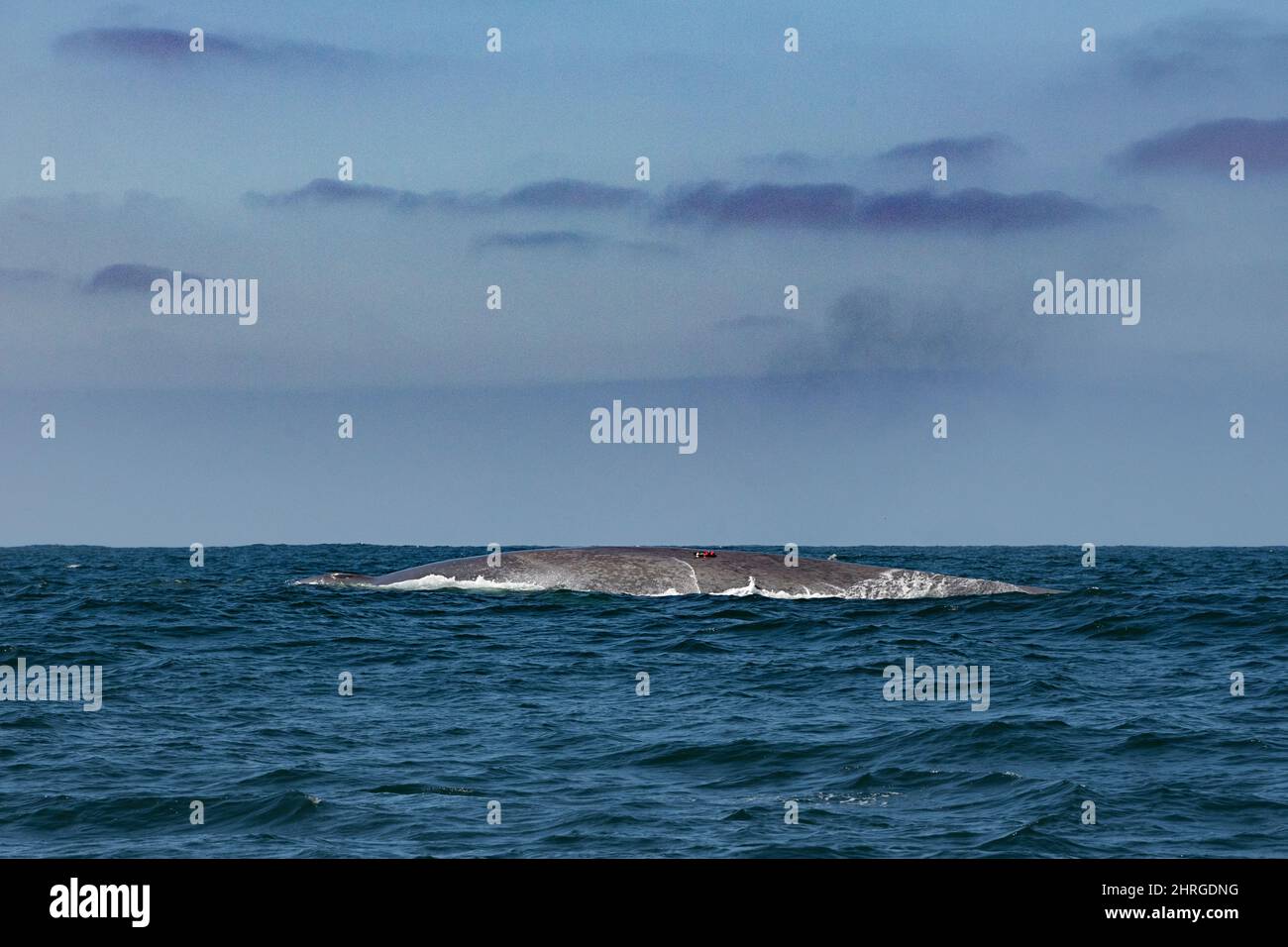 Balena blu, Balaenoptera musculus, specie in pericolo, con macchina fotografica e data recorder tag attaccato, Monterey Bay National Marine Sanctuary, California, Foto Stock