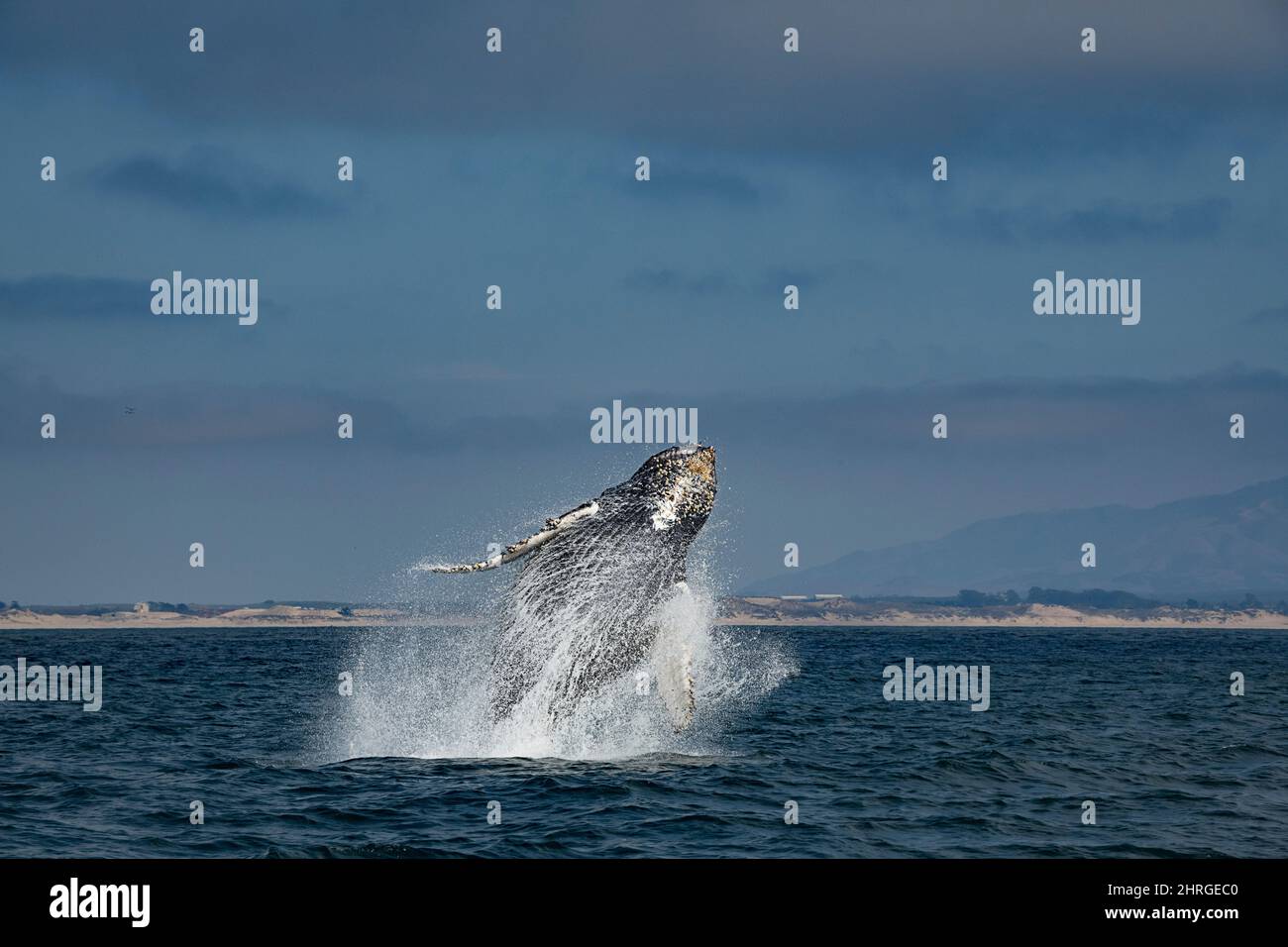 Whale humpback, Megaptera novaeangliae, breaching vitello, Monterey Bay National Marine Sanctuary, California, USA ( Oceano Pacifico orientale ) Foto Stock