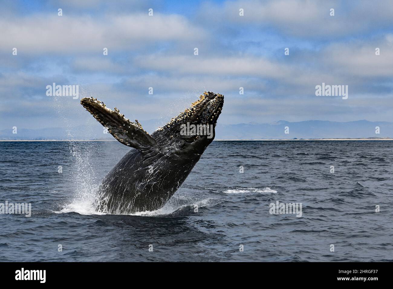Whale humpback, Megaptera novaeangliae, breaching vitello, Monterey Bay National Marine Sanctuary, California, USA ( Oceano Pacifico orientale ) Foto Stock
