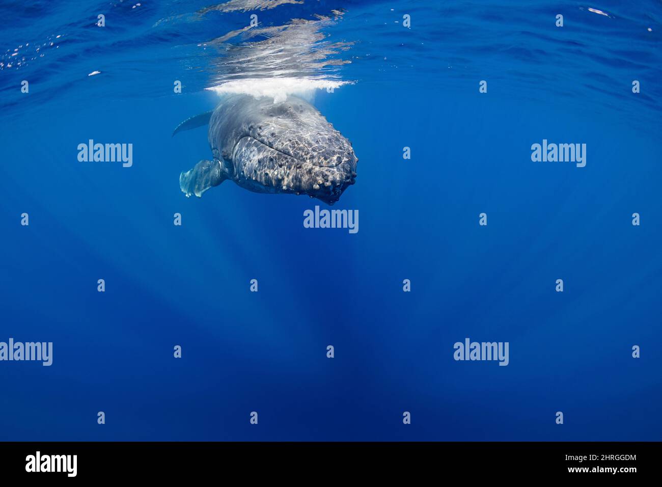 Curioso humpback femminile giovanile balena, Megaptera novaeangliae, rilascio di una bolla esplosione in superficie, Nord Kona, Hawaii, Stati Uniti d'America ( Pacifico centrale ) Foto Stock