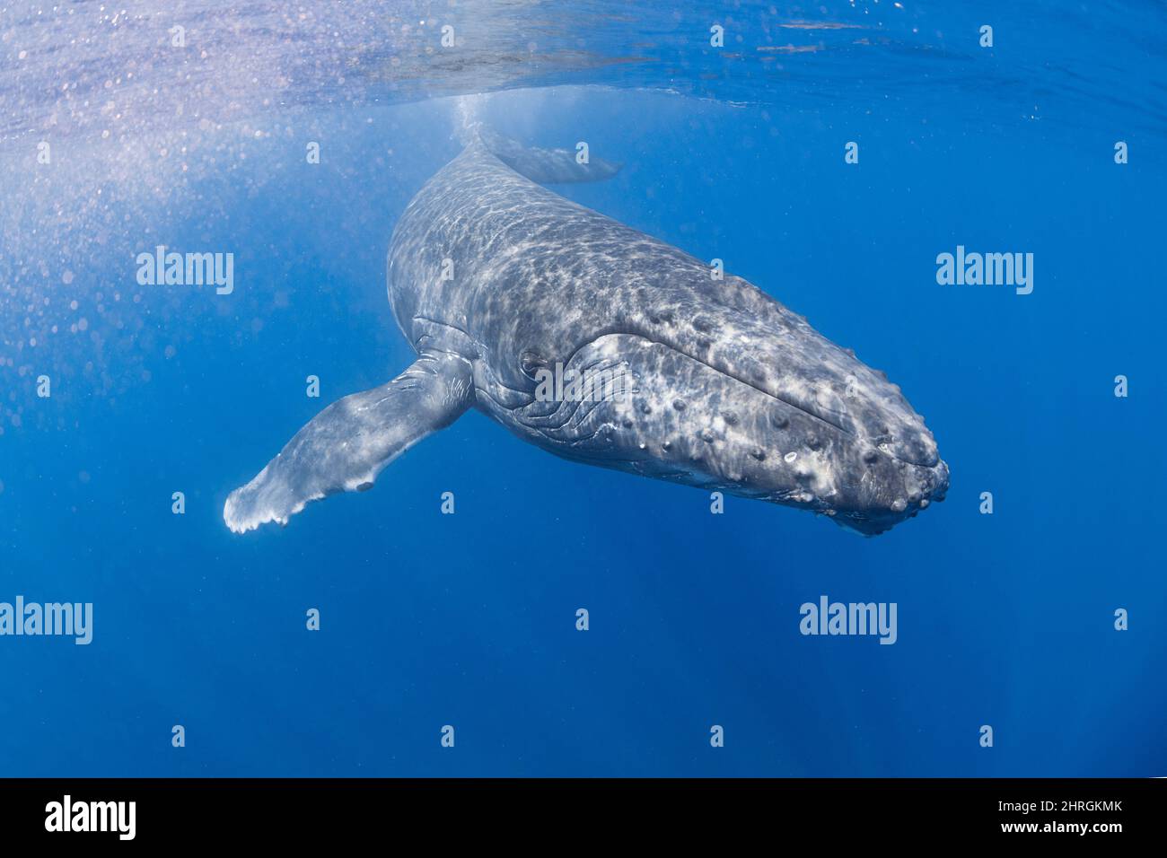 Curioso humpback femminile, Megaptera novaeangliae, North Kona, Hawaii, USA ( Oceano Pacifico Centrale ) Foto Stock