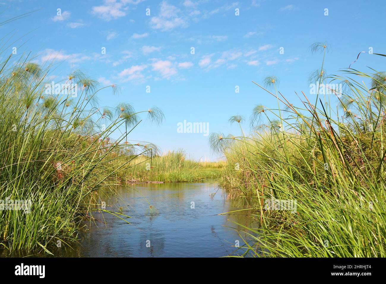 Delta di Okavango, piante che crescono principalmente da acqua Cyperus papyrus, Botswana, Africa Foto Stock