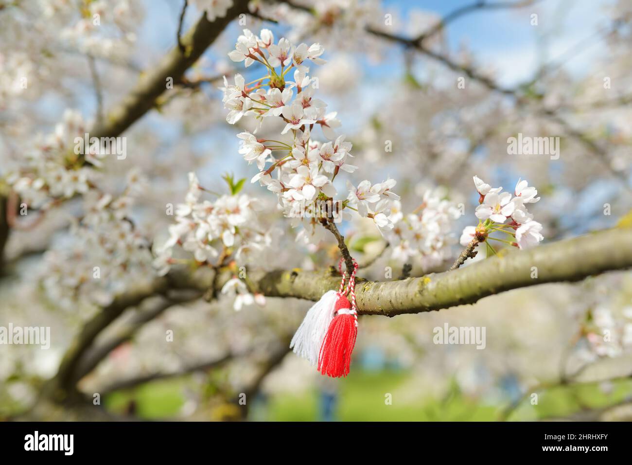 Martenitsa bulgara legato ad un ramo di ciliegio. Simbolo della tradizione nazionale bulgara. Albero di ciliegia in pieno giorno di sole a marzo. Foto Stock