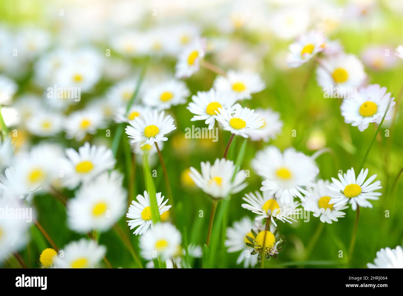 Bel prato in primavera pieno di fioritura bianca comune margherite su erba verde. Prato con margherite. Bellis perennis. Foto Stock