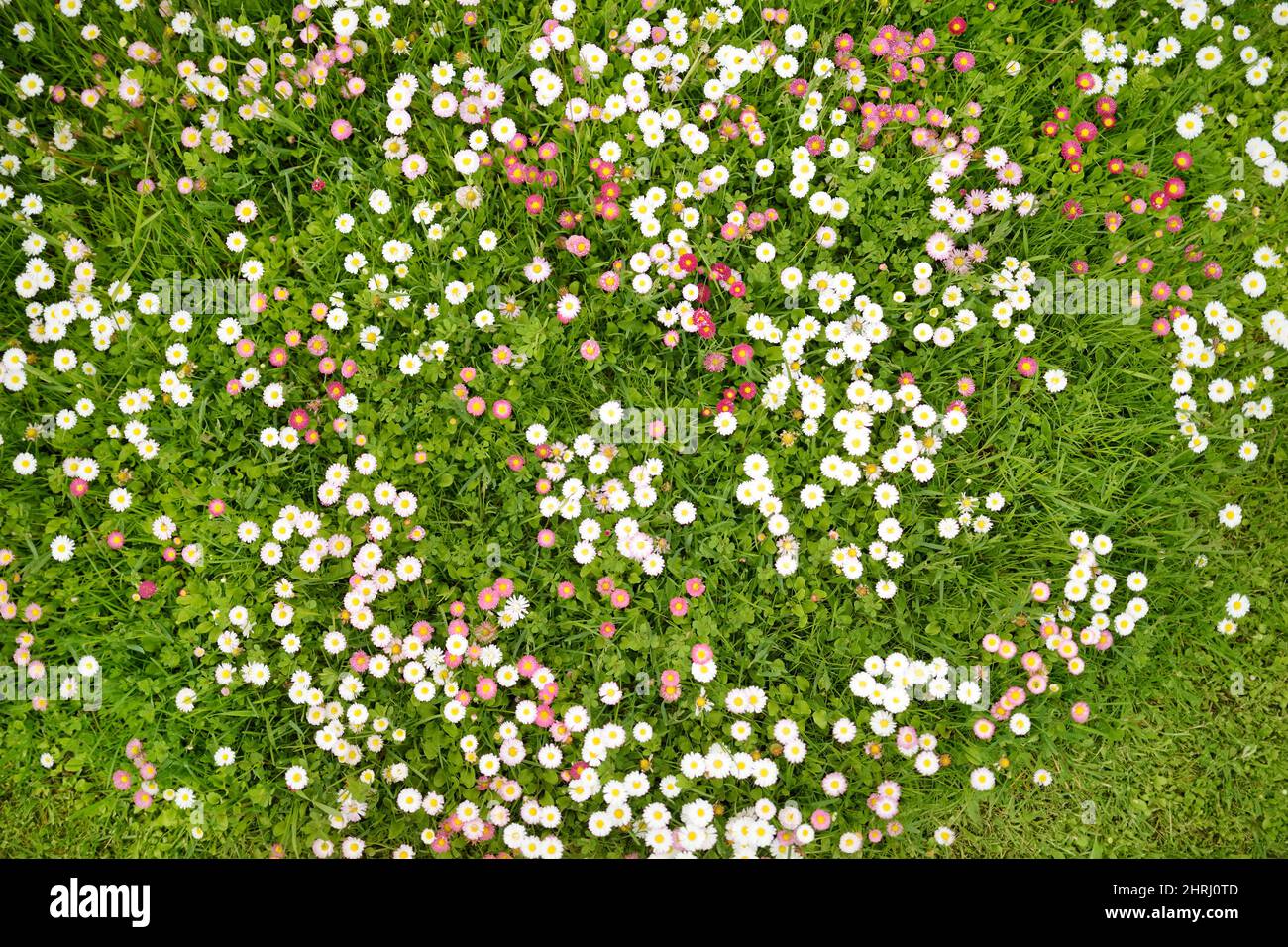 Bel prato in primavera pieno di fioritura bianco e rosa margherite comune su erba verde. Prato con margherite. Bellis perennis. Foto Stock