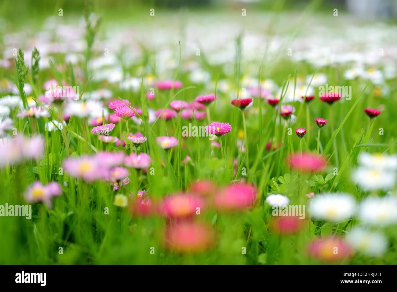 Bel prato in primavera pieno di fioritura bianco e rosa margherite comune su erba verde. Prato con margherite. Bellis perennis. Foto Stock