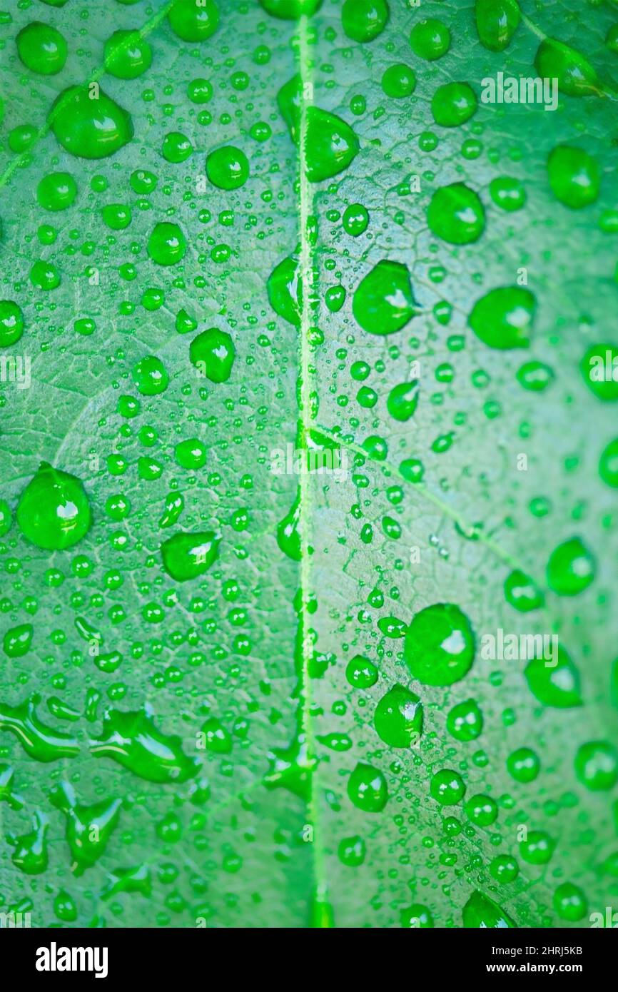Gocce di rugiada su fresco sfondo verde foglia. Eco-friendly e tema biologico. Foto Stock