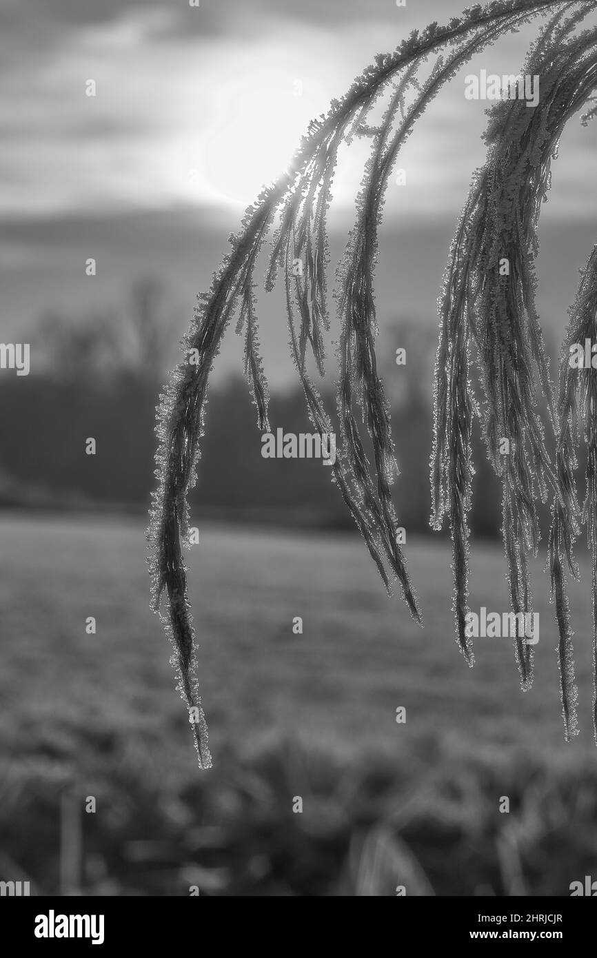 Scala in scala di grigi di rami ricoperti di neve Foto Stock