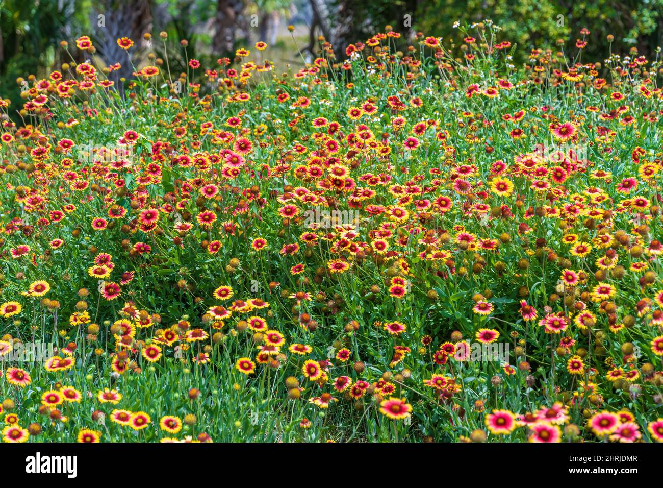 Firewheel, noto anche come coperta indiana (Gaillardia pulchella) - Crystal River, Florida, USA Foto Stock