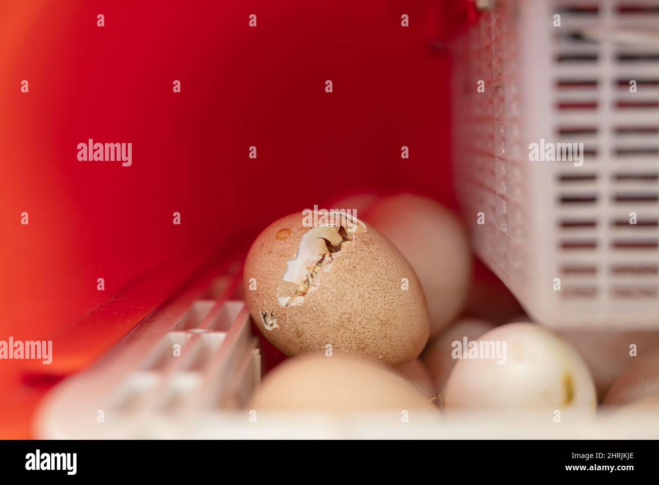 Cova di un pulcino in un uovo in un incubatore Foto Stock