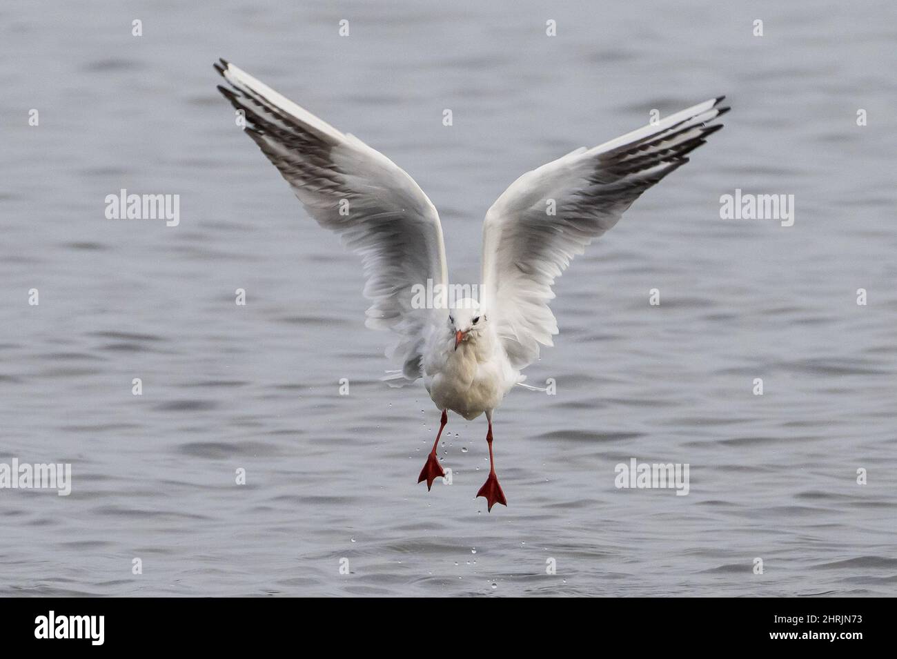 Un gabbiano vola verso la telecamera sull'acqua. Foto Stock