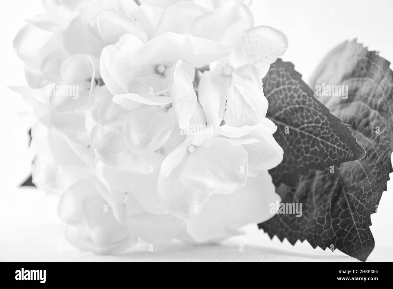 Scala di grigi di fiori con sfondo bianco Foto Stock