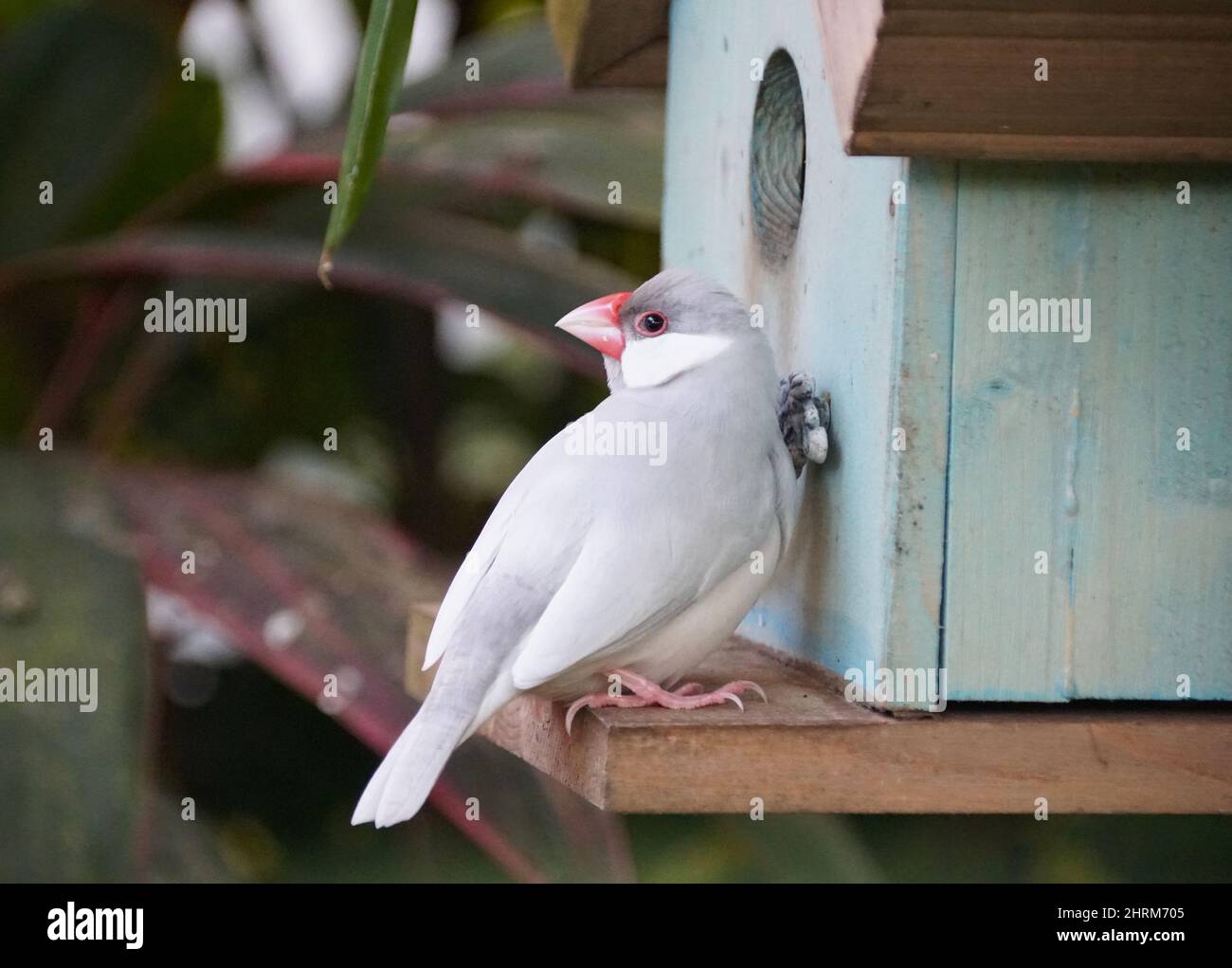 Un colore grigio di Java Rice Finch appollaiato da una casa di uccelli Foto Stock