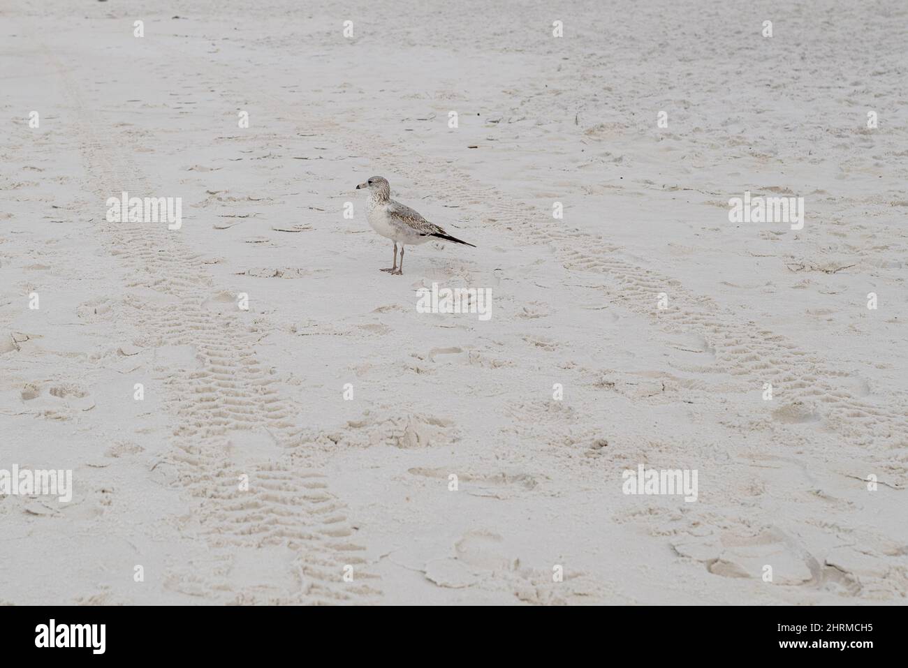 Spiaggia di sabbia e tracce di pneumatici auto visibili accanto ad essa in Miramar Beach, Florida Foto Stock