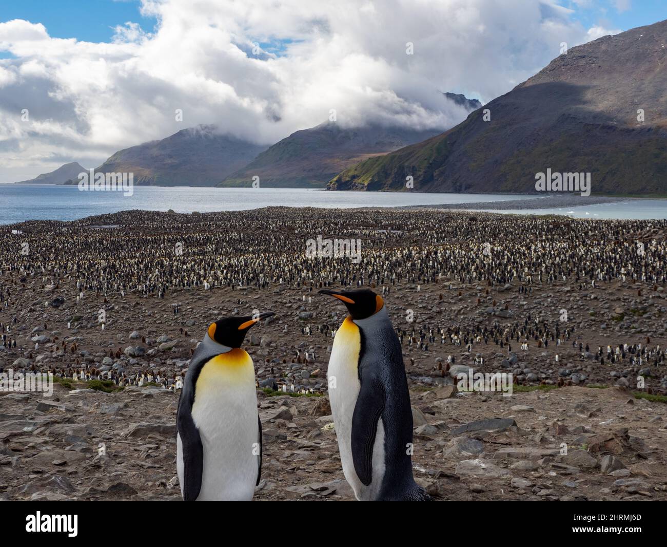 King Penguin, Appenodytes patagonicus, nella più grande colonia di St. Andrews Bay, South Georgia Island 2022 Foto Stock