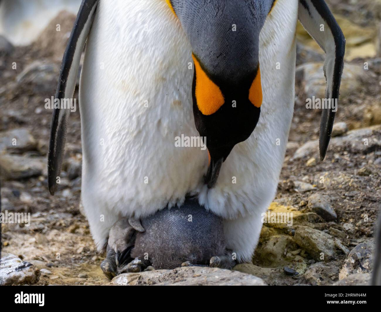 King Penguin, Appenodytes patagonicus, nella più grande colonia di St. Andrews Bay, South Georgia Island 2022 Foto Stock